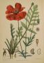 Coquelicot